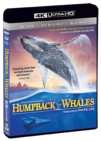 Humpback Whales [UHD]