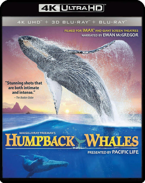 Humpback Whales [UHD]