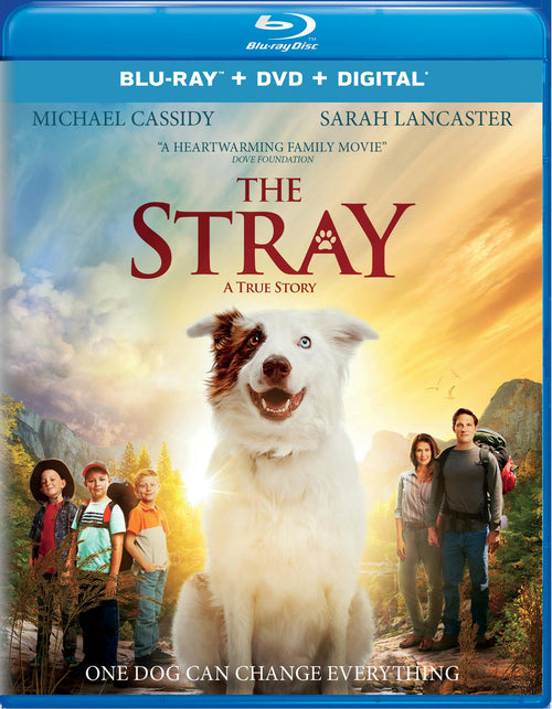 The Stray (DVD) [Blu-ray]